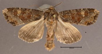 Media type: image;   Entomology 622420 Aspect: habitus dorsal view